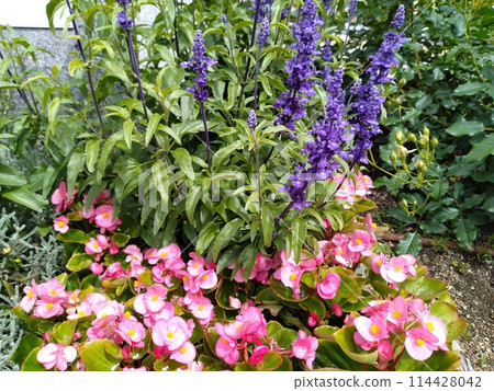 Spring-blooming roses: Spring rose garden 114428042