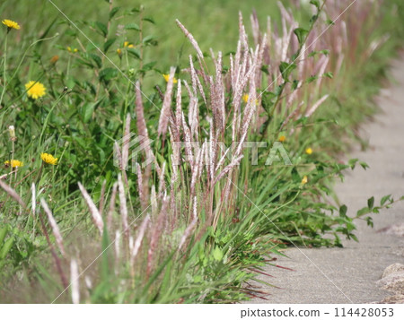 路邊盛開的千谷耳朵 114428053