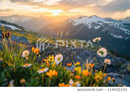 Alpine Meadow at Sunset with Blooming Wildflowers Overlooking Mountain Range 114428183