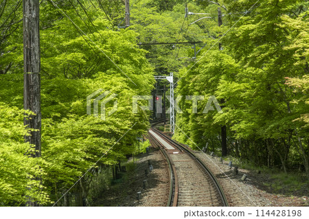 Eizan Railway: "Maple Tunnel" between Ichihara Station and Ninose Station Eizan Railway: "Maple Tunnel" between Ichihara Station and Ninose Station 114428198