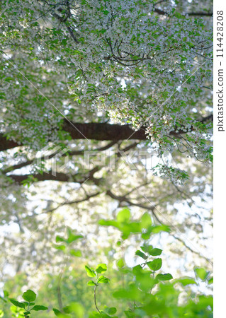 Spring plants (cherry blossoms and hydrangeas) (April 2024) 114428208