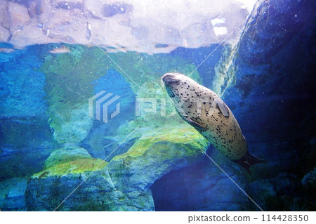 札幌丸山動物園的斑海豹 札幌丸山動物園的斑海豹 114428350