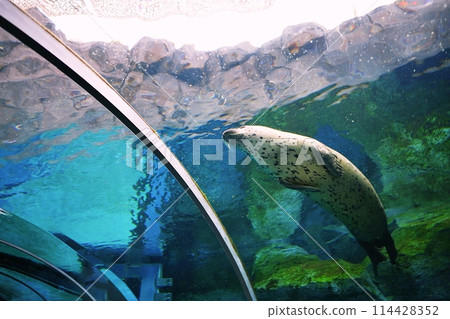 Harbor seals at Maruyama Zoo in Sapporo 114428352