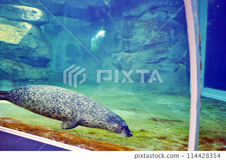 Harbor seals at Maruyama Zoo in Sapporo 114428354