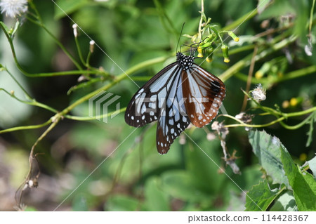 A Monarch butterfly resting on a field daisy 114428367