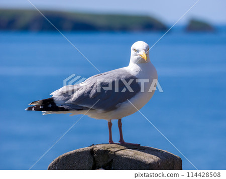 Herring gulls standing on a wooden fence by the sea (Tenby, Wales, UK) Herring gulls standing on a wooden fence by the sea (Tenby, Wales, UK) 114428508