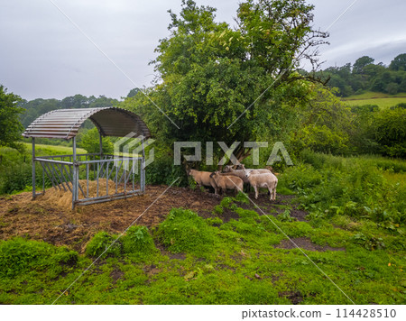 羊在樹蔭下避雨(英格蘭威爾斯布雷肯比肯斯國家公園) 羊在樹蔭下避雨(英格蘭威爾斯布雷肯比肯斯國家公園) 114428510