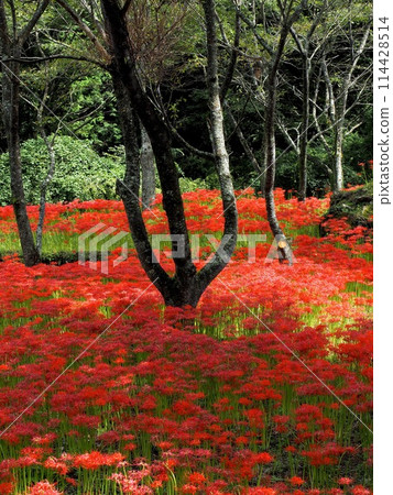愛媛郡窪野町的蜘蛛孤挺花群落 114428514