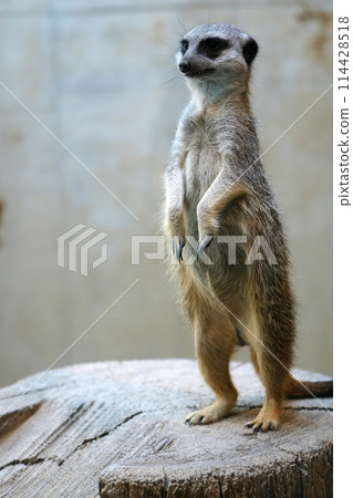 貓鼬（札幌圓山動物園） 114428518