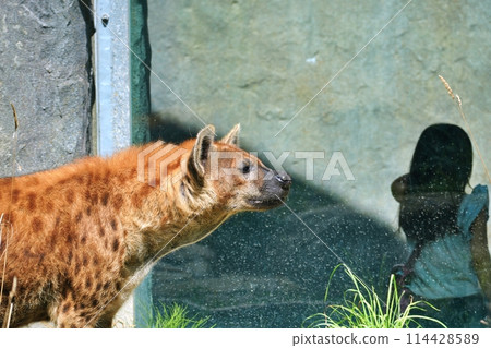 Spotted hyena (Maruyama Zoo, Sapporo) 114428589