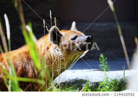 斑鬣狗（札幌圓山動物園） 114428592