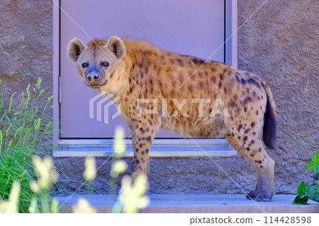 斑鬣狗（札幌圓山動物園） 114428598