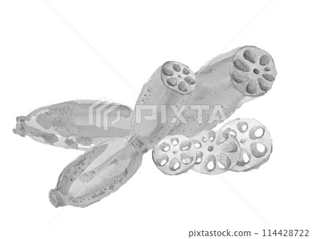 水彩畫可見切端蓮藕的單調插圖[手繪]白色背景透明背景複製空間 114428722