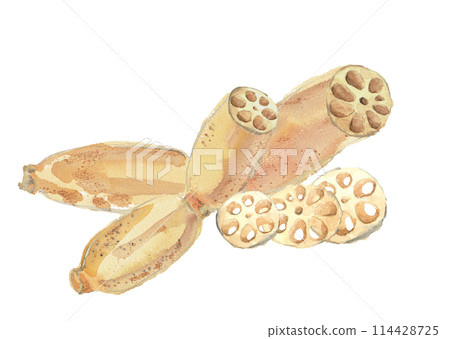 水彩畫可見切端蓮藕插圖[手繪]白色背景透明背景複製空間 114428725