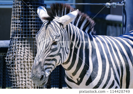 格蘭特斑馬（札幌圓山動物園） 114428749
