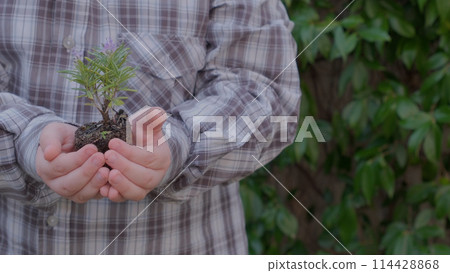 Plant growth. Close up hands holding sapling of young green plant. Earth day spring holiday. Child hand plants young green plant in earth. Concept nature conservation. Ecology protection. Save planet 114428868