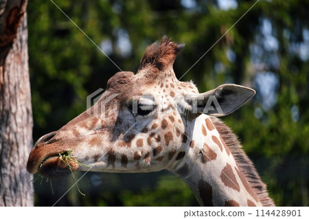 長頸鹿（札幌圓山動物園） 114428901