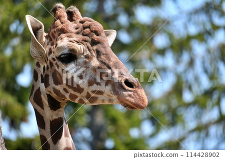 Giraffe (Maruyama Zoo, Sapporo) Giraffe (Maruyama Zoo, Sapporo) 114428902