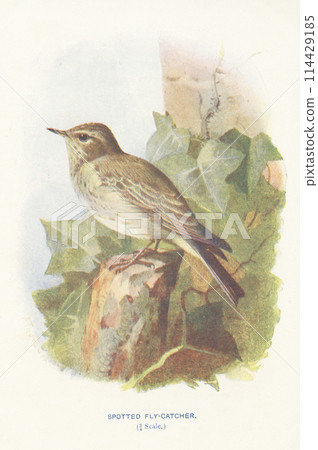 European Bird Encyclopedia: The Brown Flycatcher 114429185