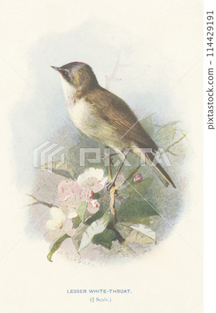 European Bird Encyclopedia: White-throated Warbler 114429191