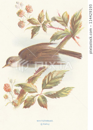 European Bird Encyclopedia: White-throated Warbler 114429193