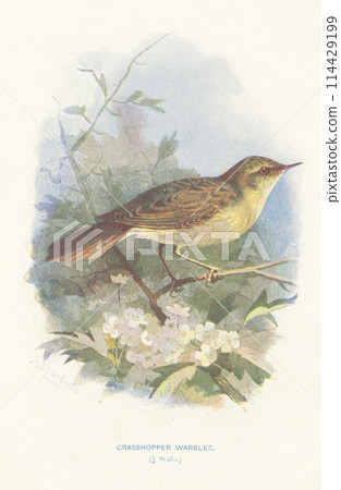 European Bird Encyclopedia: The Common Warbler 114429199