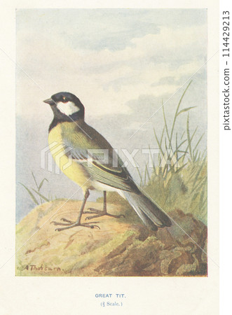 European Bird Encyclopedia: Great Tit European Bird Encyclopedia: Great Tit 114429213