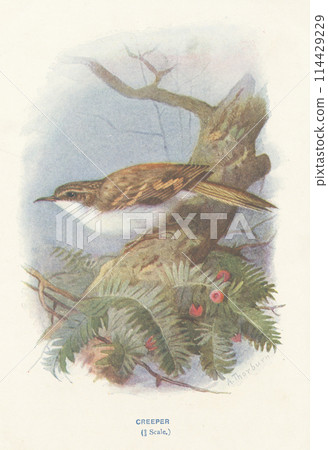 European Bird Encyclopedia: Treecreeper 114429229