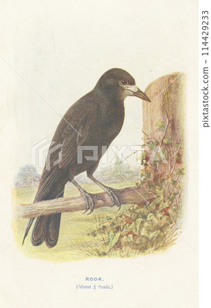 歐洲鳥類百科全書 烏鴉 114429233