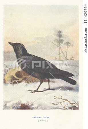 European Bird Encyclopedia: Carrion Crow 114429234