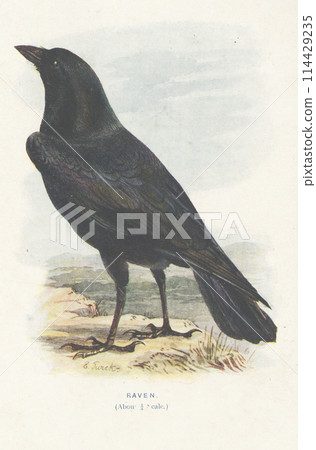 European Bird Encyclopedia: Ravens 114429235