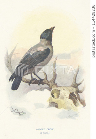 European Bird Encyclopedia: Hooded Crow 114429236