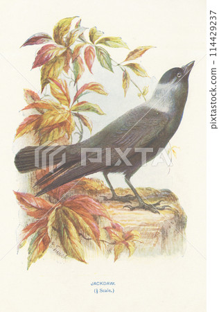 European Bird Encyclopedia: Jackdaw European Bird Encyclopedia: Jackdaw 114429237