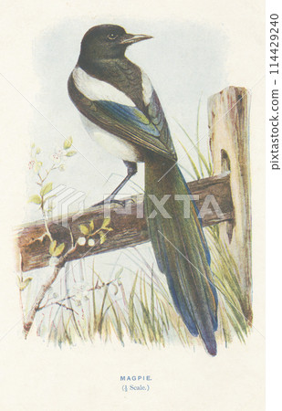 European Bird Encyclopedia: Magpie 114429240