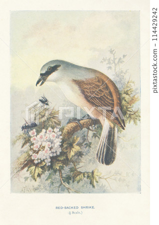 European Bird Encyclopedia: Red-backed Shrike 114429242