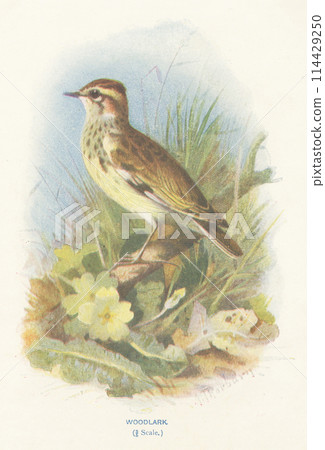 European Bird Encyclopedia: Forest Skylark 114429250
