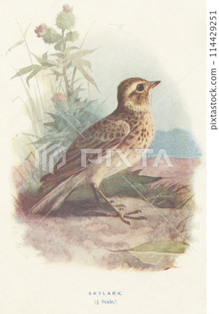European Bird Encyclopedia: Skylark 114429251
