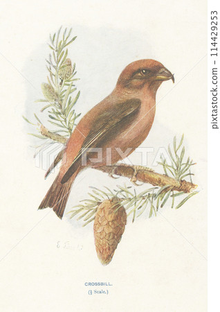 European Bird Encyclopedia: Isuka 114429253
