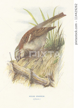 European Bird Encyclopedia: House Sparrow 114429262