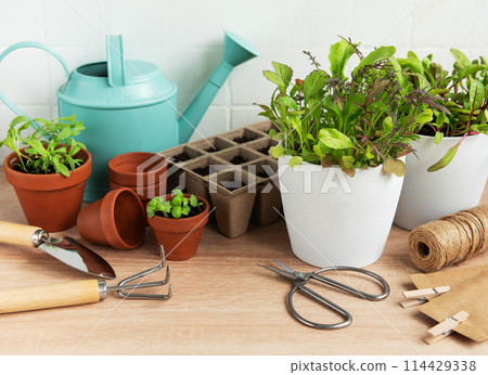 Indoor Herb Garden Kit With Fresh Green Plants and Gardening Tools Indoor Herb Garden Kit With Fresh Green Plants and Gardening Tools 114429338