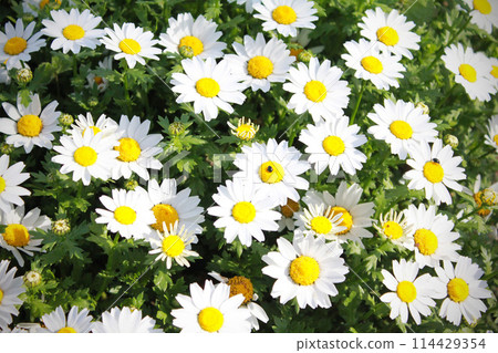 Margaret flowers Margaret flowers 114429354