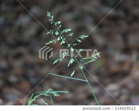 Ears of strawberry bush blooming in the field 114429522