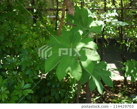 Top view of a tsarium leaf Top view of a tsarium leaf 114429703