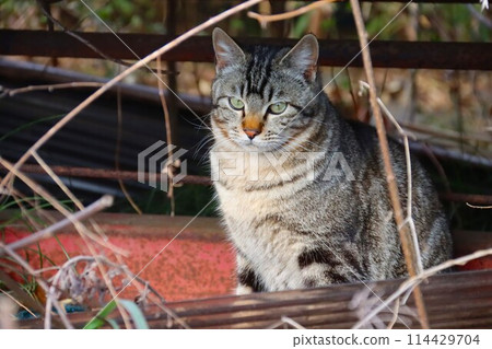 A stray cat staring at a waste dump in Satoyama A stray cat staring at a waste dump in Satoyama 114429704
