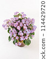 從上方看白色背景的粉紅色繡球花插花 114429720