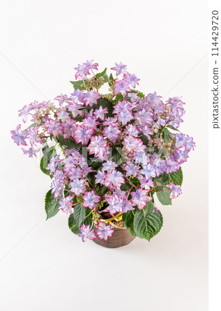從上方看白色背景的粉紅色繡球花插花 114429720