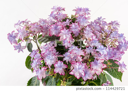 A flower arrangement of pink hydrangeas seen diagonally from above on a white background 114429721