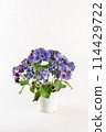 白色背景上從上方對角線觀看的紫色繡球花佈置 114429722