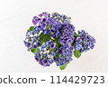 從上方看白色背景的紫色繡球花佈置 114429723