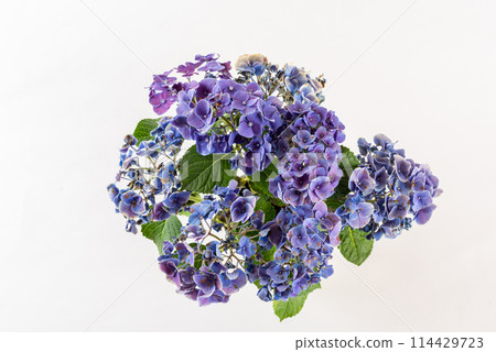 從上方看白色背景的紫色繡球花佈置 114429723